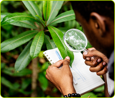 Magnifying glass on plant