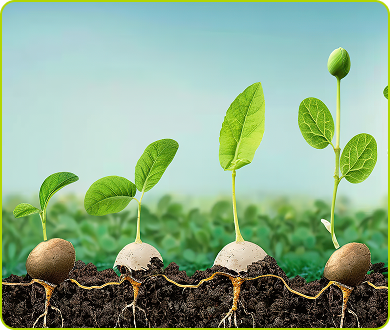 Plants with the roots